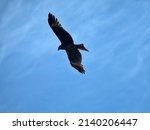 Black Kites  Milvus Migrans ...