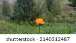 Altai Globeflower  Trollius...