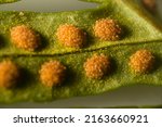 Small photo of Fern-sporophyte leaves (probably Bracken (Pteris aquilina)); spores and sporangia - linear fruit dots (sori, sorus). Ultra macro