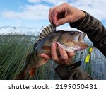 Small photo of Trophy fishing. This European Perch (rivers perch) weighing 1.2 kilograms was caught spinning in the northern freshwater estuary. Toothy mouth of a predatory fish