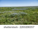 Agronomy. Long-stalked flax (Linum usitatissimum), Hawksbeard (Crepis sp.) bloom massively in large areas of dry steppe. Disturbed soils; derelict lands, long term fallow. Northern Black Sea Region.