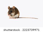Small photo of Contes du meres. Mother (goody) mouse. And it's Forest mouse, Wood mouse (Apodemus sylvaticus). Isolated on a white background. Front-side view