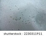 Small photo of Glacier flea (Isotoma saltans) come out after hibernation for reproduction in northern latitudes when it is still winter (thaw). Collembolas accumulate in multitude (preconnubia) in wet snow