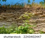 Plants of limestone outcrops: calciphil (lime-loving crop), petrophil, xerophile. Cow parsnip (Heracleum sibiricum) or skeet plant (H. spondylium) on Ordovician limestones, Ladoga lake, Russia.