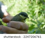 Small photo of Greenhorn boy holding Great tit yellowmouth nestling (spring chicken) in hand because ringing. Сap and feather days. Children are the living flowers of the earth (Maxim Gorky).