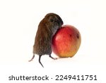 Consumer society: mouse (stock lover) rolls a huge worm apple. The principle of American New York consumerism as much as possible sales concept. Clearance sale, black Friday advertisin. Economic man