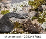 Small photo of Adder (Vipera berus), black morph. Snake basks on erratic boulder in spring. Abundance of black vipers on Karelian Peninsula (Gulf of Finland) because exit of Baltic crystalline shield