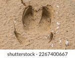 Small photo of A clear trace of a wild boar (Sus scrofa, swine grower, gilt) on the clay-sandy coastal mud. Vestigal legs (stiles) is clearly visible