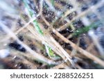 Small photo of Grass frozen into ice. Cold inanimate design drawing. Macro