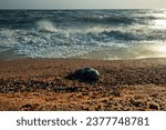 Small photo of A young porpoise dolphin (Phocaena phocaena) died during a storm (or for other reasons) and was washed ashore by the waves. Azov Sea. Arabatskaya strelka, Crimea