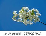 Small photo of Blooming spring ambrosial gardens. Steppe wild frutescent cherry (Prunus chamaecerasus, Cerasus fruticosa). Plot of forest-steppe, blooming wild fruit trees