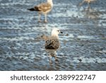 Small photo of Bandar Abbas, Iran, January, Wintering young Heuglin Gulls (Larus heuglini) old and young birds on the shore of Strait of Hormuz among Caspian Gulls, Black-headed gulls.