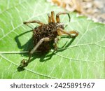 Small photo of An unusual family. This female wolf spider (Pardosa sp.) carries and protects 50 of her children until they come of age, and then dies from exhaustion - parental care, procreation behaviour