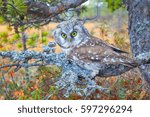 Small photo of Bird of Minerva. Tengmalm's owl, boreal owl, Aegolius funereus. Boreal coniferous forest (taiga), on background of Labrador tea, cranberries, cloudberries, epiphytic Parmelia. Impressive eyes