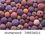 Background Of Red Sea Urchin...