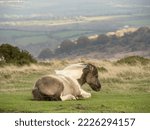 Small photo of Skewbald horse, pony in the Dartmoor National Park, Devon, England, UK. Windy, foggy November day