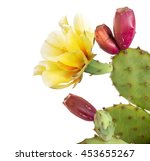 Cactus Flower  Indian Fig....