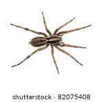 Big Ugly And Hairy  Wolf Spider ...