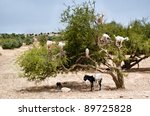 Morocco  Essaouira  Goats On...