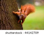 Euroasian Red Squirrel