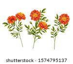 Set Of Orange Marigold Flowers...