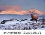 Composite Image Of Red Deer...