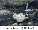 Beautiful cross processed waterfall landscape image of red deer stag in stream beneath waterfall