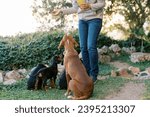 Woman feeding dry food to mother dog and puppies in park. Cropped. Faceless