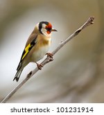 Goldfinch  Carduelis Carduelis 