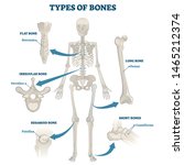 types of bones vector... | Shutterstock .eps vector #1465212374