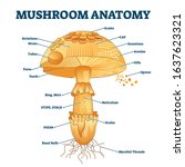 Mushroom Anatomy Labeled...