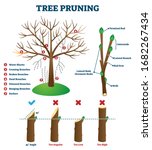 Tree Pruning Vector...