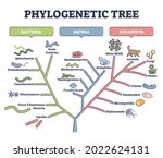 Phylogenetic Tree  Phylogeny Or ...