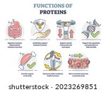 Functions Of Proteins With...