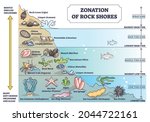 zonation of rock shores with... | Shutterstock .eps vector #2044722161