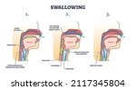 swallowing process explanation... | Shutterstock .eps vector #2117345804