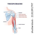 triceps brachii muscle with... | Shutterstock .eps vector #2131391797