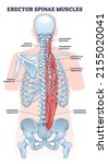 erector spinae muscles with... | Shutterstock .eps vector #2155020041