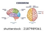 Cerebrum Brain Structure From...