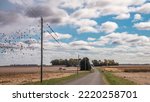 Blackbirds perch along lines between two telephone poles, while many others fly away, along a country road across farmland on a cloudy autumn morning in southeastern Illinois
