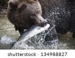 Brown Bear With A Fresh Catch...