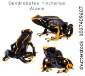 Small photo of Alanis dyeing poison dart frog, Dendrobates tinctorius, on white