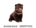 Brown Bear Cub  Ursus Arctos  ...