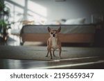 Small photo of Eyeless Chihuahua dog, 12 years old