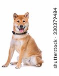 Small photo of Shina Inu in front of a white background