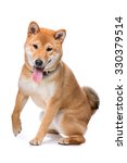 Small photo of Shina Inu in front of a white background