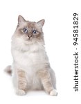 Sacred Birman In Front Of A...
