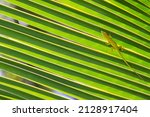Green Lizard Sitting On A Palm...