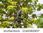 Small photo of Monkey sits on top of an electric pillar with wires, outdoor photo. Sri Lanka. Gray langur, also called Hanuman langur or Hanuman monkey
