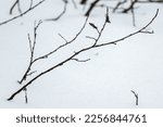 Frozen branches over snow background, natural abstract winter photo